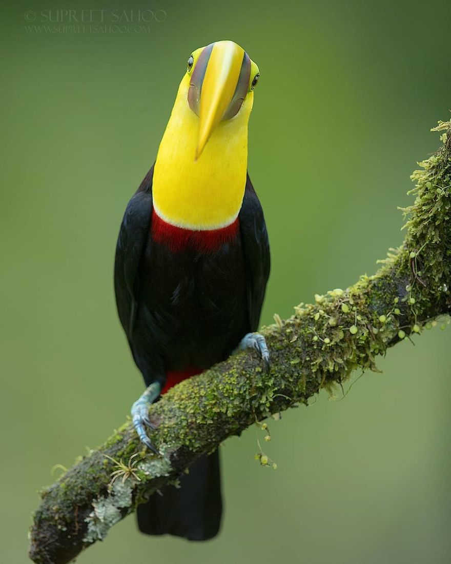 Yellow Throated Toucan