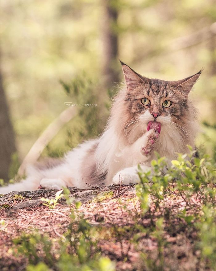Owners Let Their Norwegian Forest Cat Roam Freely Outside, And He Looks Majestic (32 Pics)