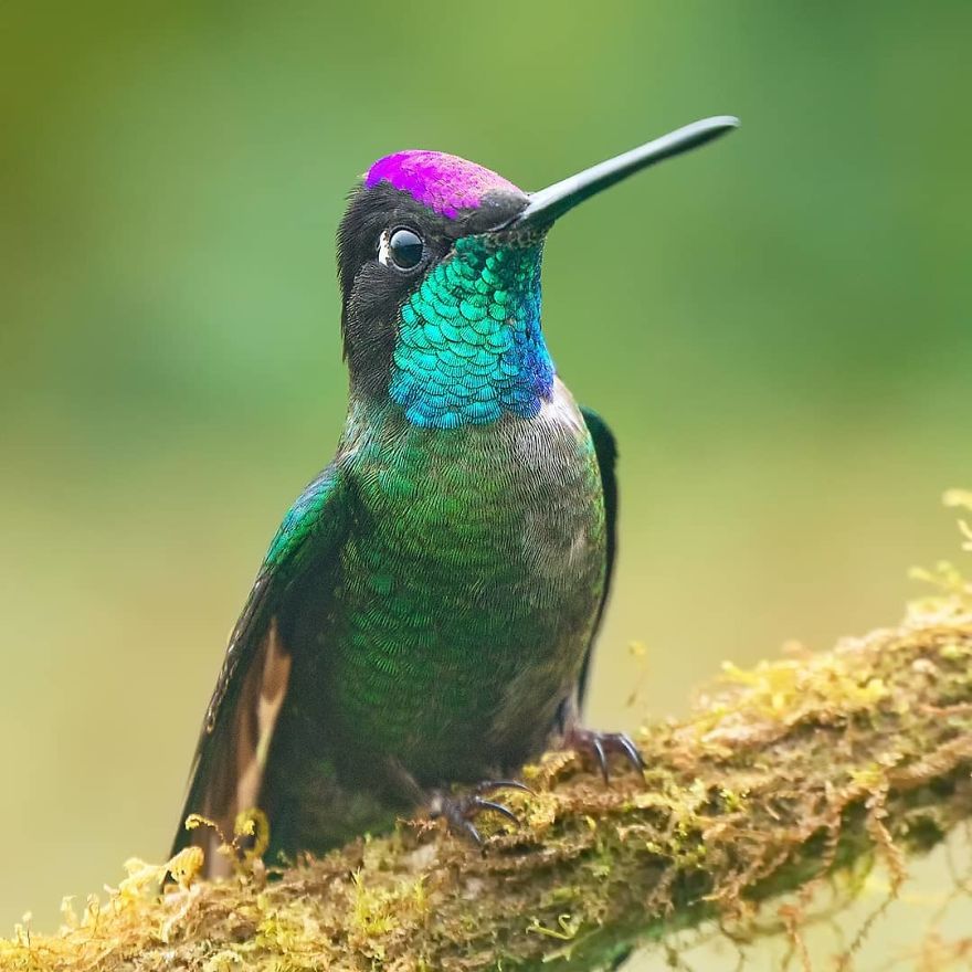 Talamanca Hummingbird