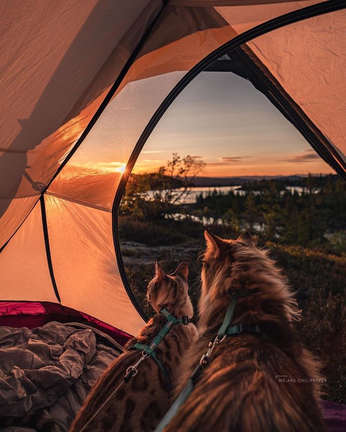 Owners Let Their Norwegian Forest Cat Roam Freely Outside, And He Looks Majestic (32 Pics) Owners Let Their Norwegian Forest Cat Roam Freely Outside, And He Looks Majestic (32 Pics)