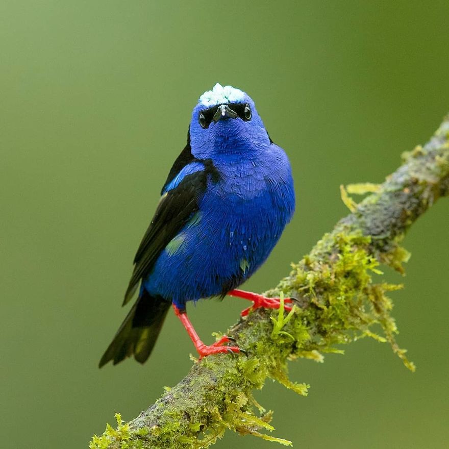 Red Legged Honeycreeper