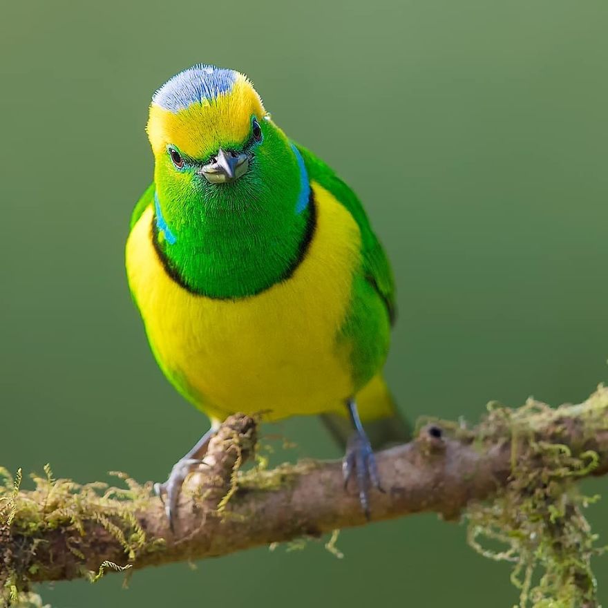 Golden-Browed Chlorophonia
