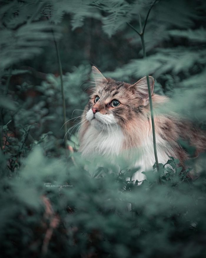 Owners Let Their Norwegian Forest Cat Roam Freely Outside, And He Looks Majestic (32 Pics)
