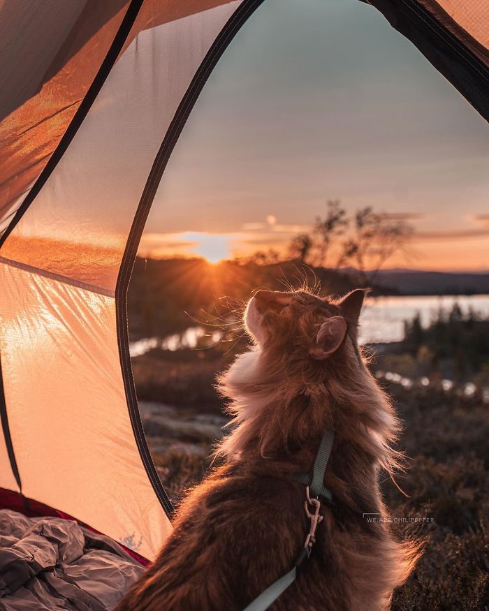Owners Let Their Norwegian Forest Cat Roam Freely Outside, And He Looks Majestic (32 Pics) Owners Let Their Norwegian Forest Cat Roam Freely Outside, And He Looks Majestic (32 Pics)