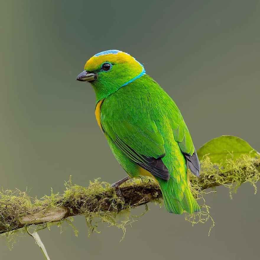 Golden-Browed Chlorophonia