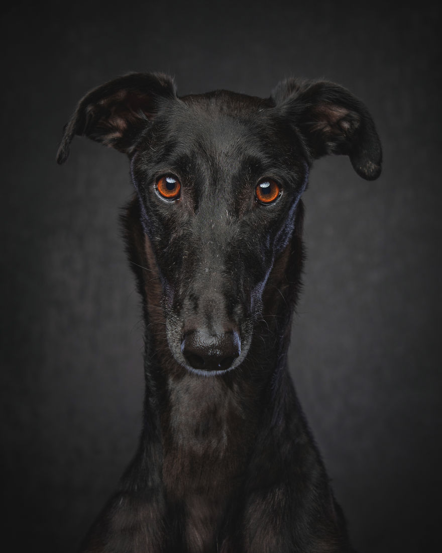 Photos Of My Foster Dog For The Past 8 Months. Photos Of My Foster Dog For The Past 8 Months.