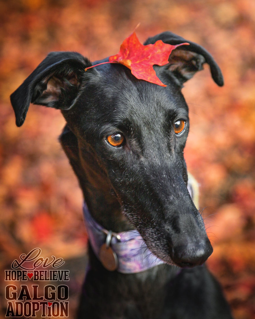 Photos Of My Foster Dog For The Past 8 Months. Photos Of My Foster Dog For The Past 8 Months.