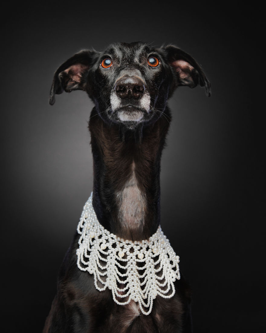 Photos Of My Foster Dog For The Past 8 Months. Photos Of My Foster Dog For The Past 8 Months.