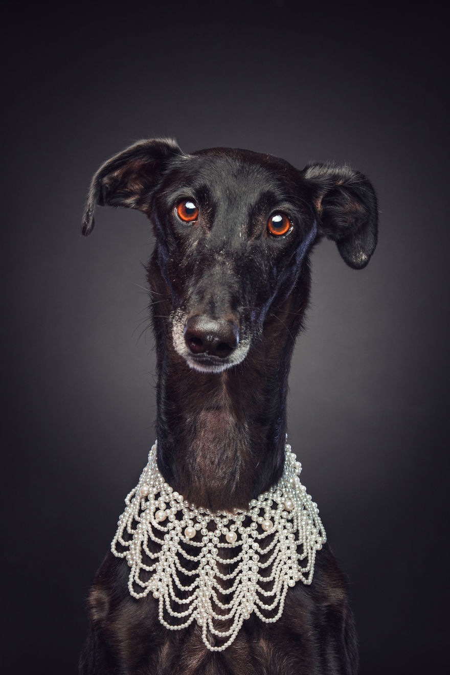 Photos Of My Foster Dog For The Past 8 Months.