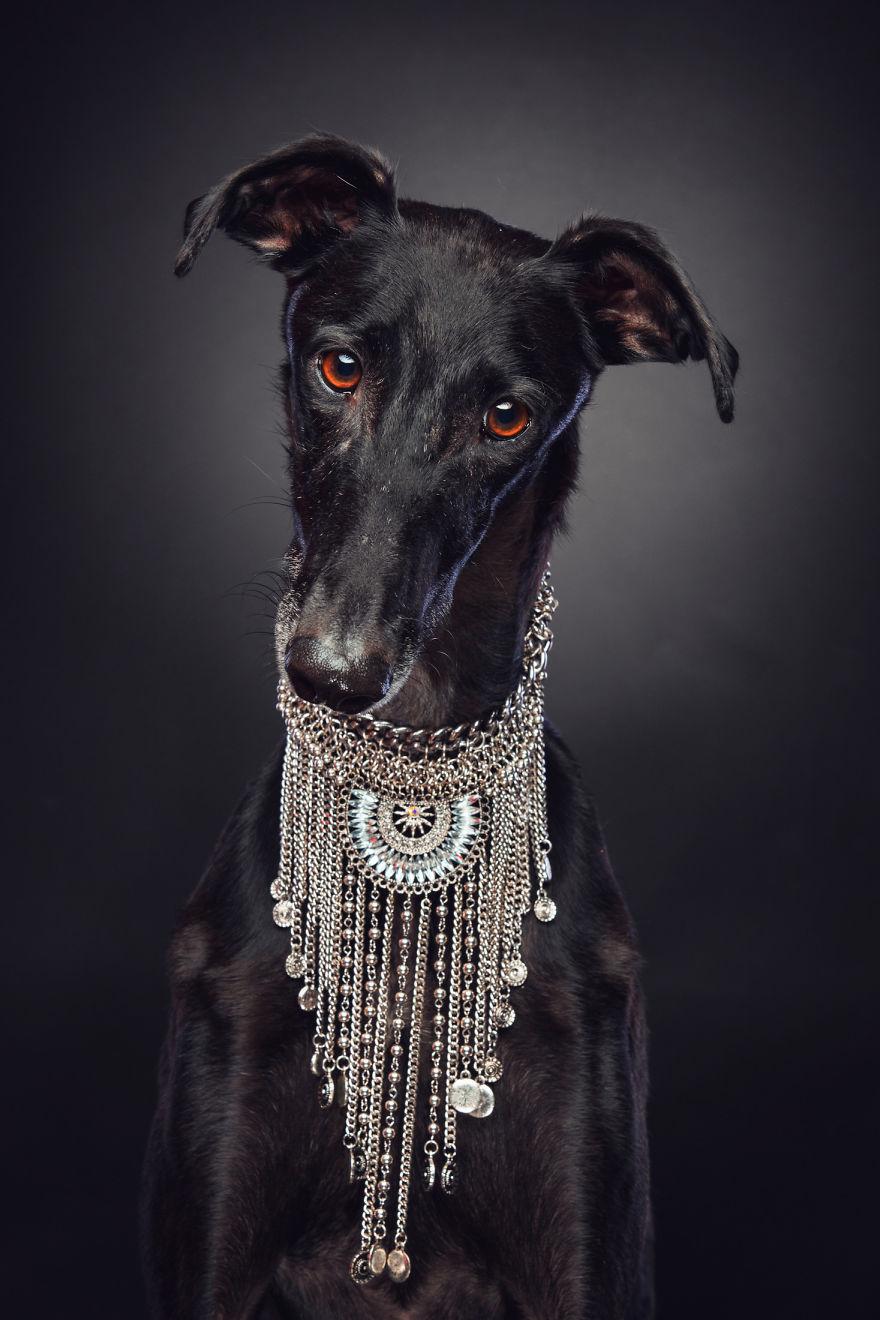 Photos Of My Foster Dog For The Past 8 Months.