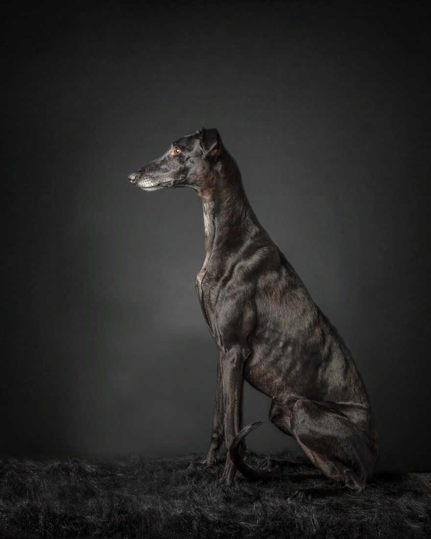 Photos Of My Foster Dog For The Past 8 Months.