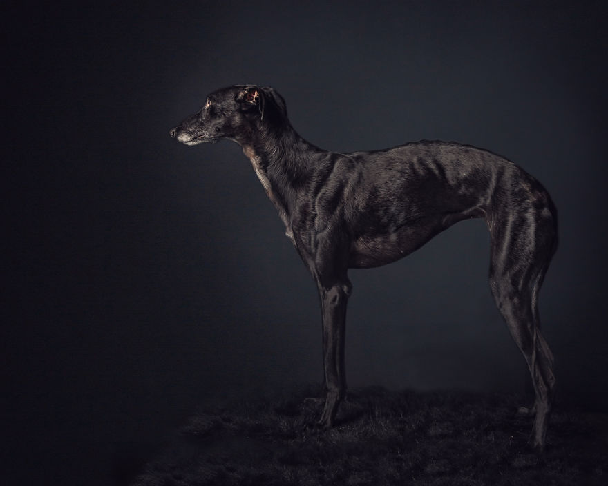 Photos Of My Foster Dog For The Past 8 Months. Photos Of My Foster Dog For The Past 8 Months.