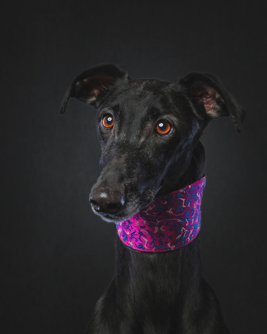 Photos Of My Foster Dog For The Past 8 Months. Photos Of My Foster Dog For The Past 8 Months.