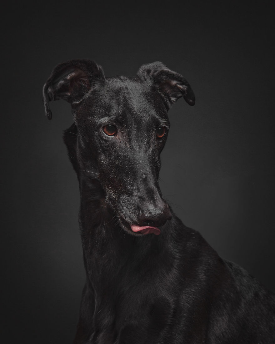 Photos Of My Foster Dog For The Past 8 Months.