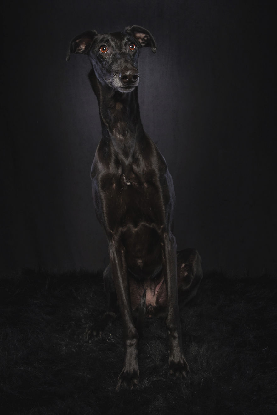 Photos Of My Foster Dog For The Past 8 Months.