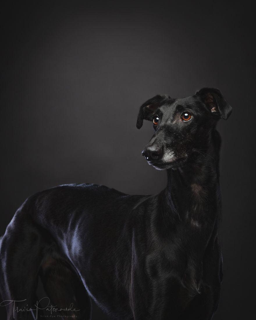 Photos Of My Foster Dog For The Past 8 Months.