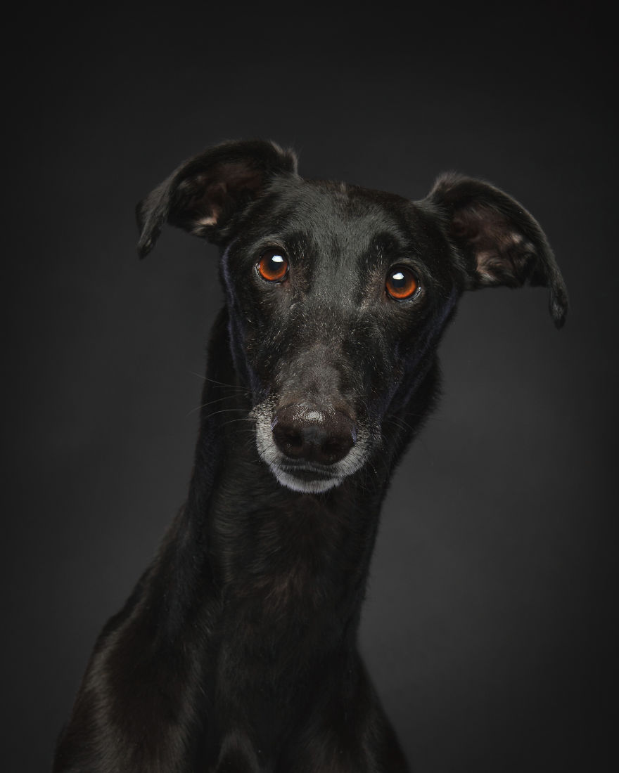 Photos Of My Foster Dog For The Past 8 Months. Photos Of My Foster Dog For The Past 8 Months.