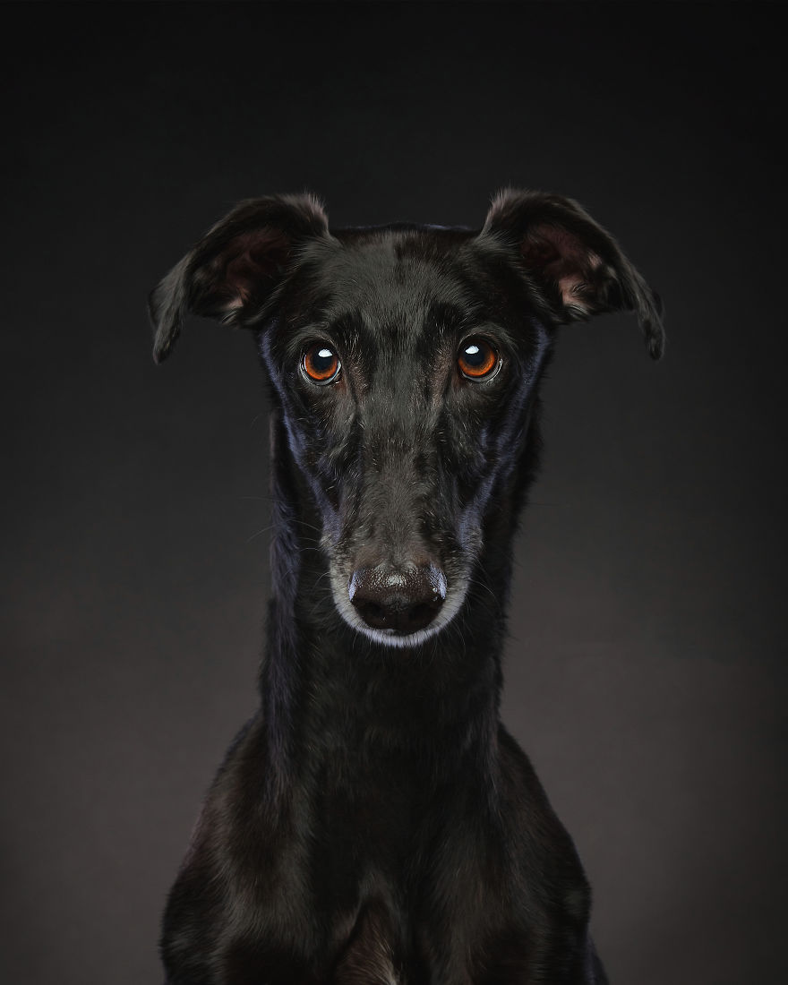 Photos Of My Foster Dog For The Past 8 Months. Photos Of My Foster Dog For The Past 8 Months.