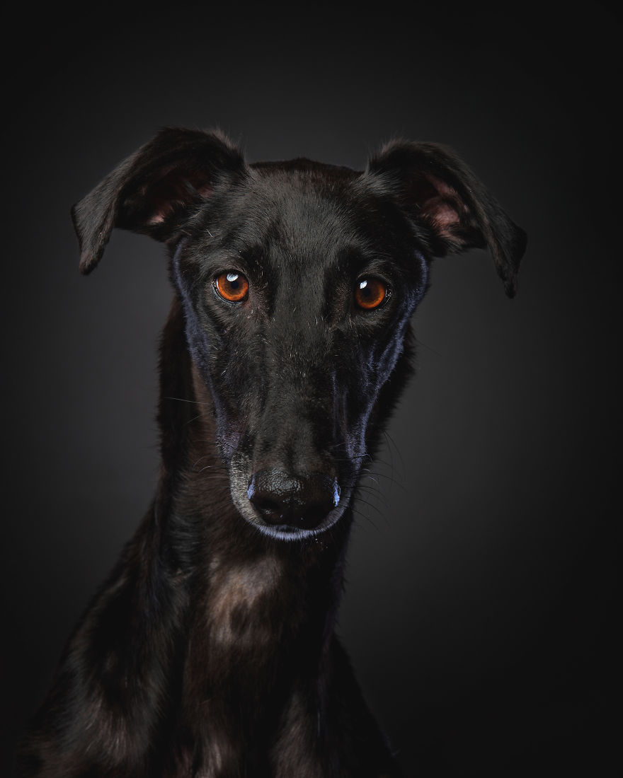 Photos Of My Foster Dog For The Past 8 Months. Photos Of My Foster Dog For The Past 8 Months.