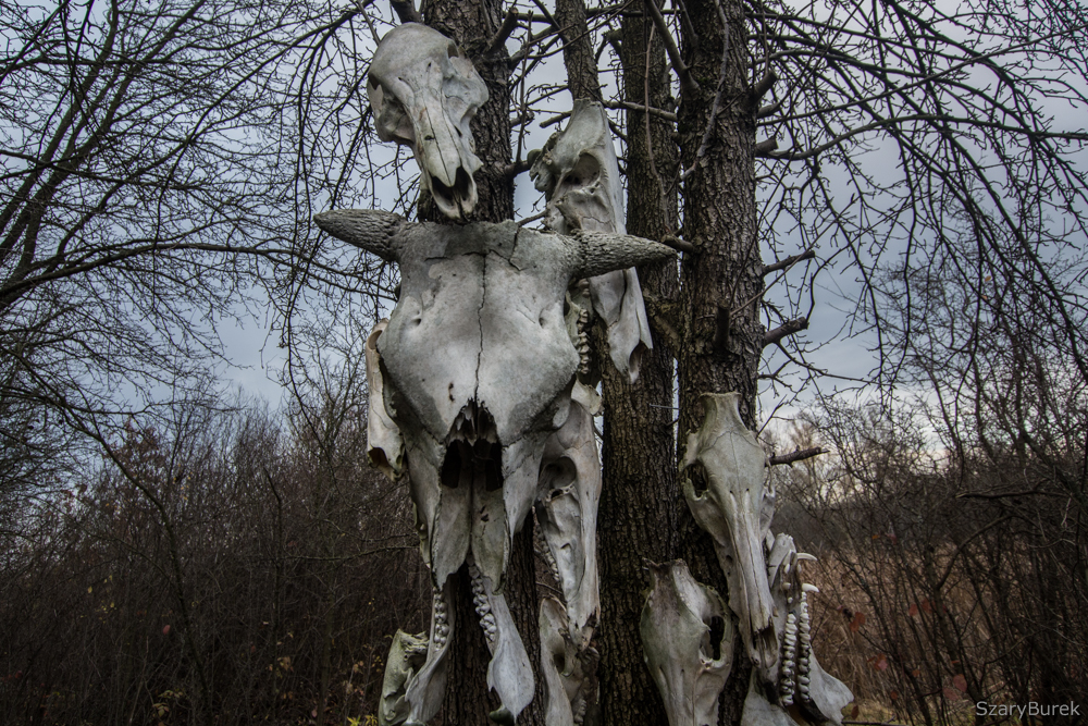A Totem Of Animal Skulls