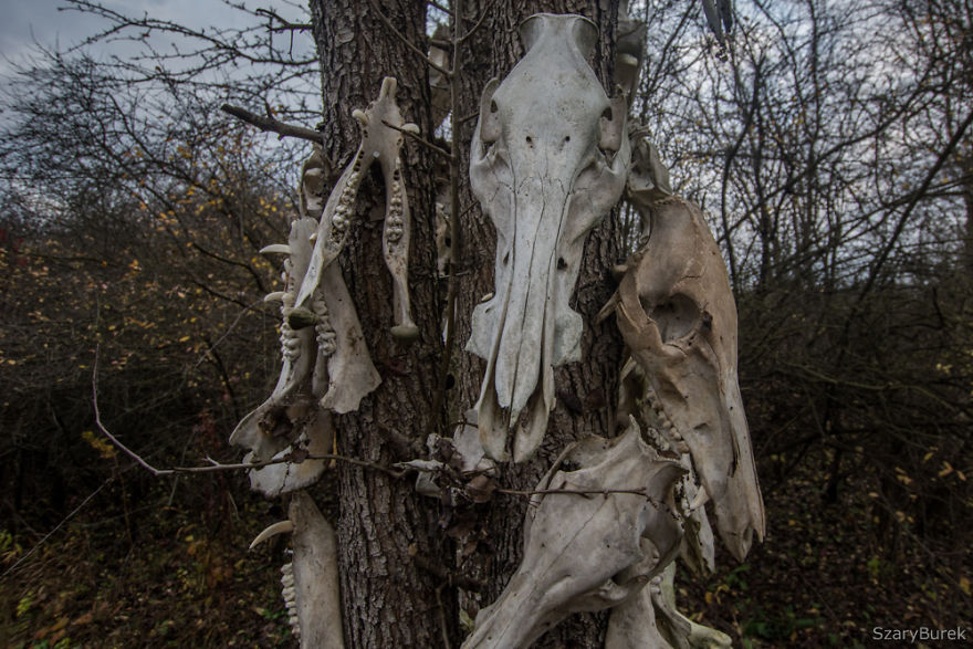 A Totem Of Animal Skulls