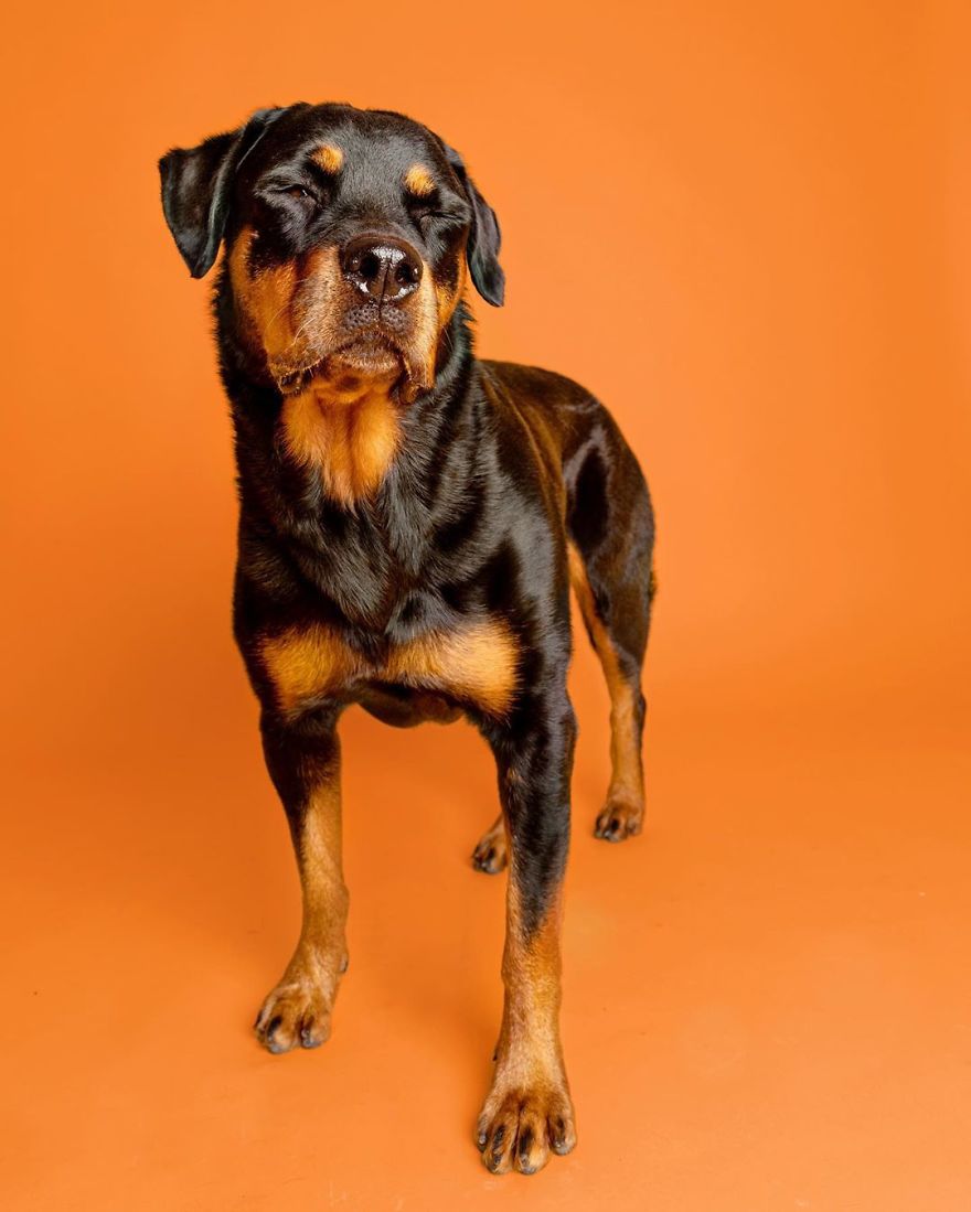 Dogs Keep Us Sane In These Crazy Times