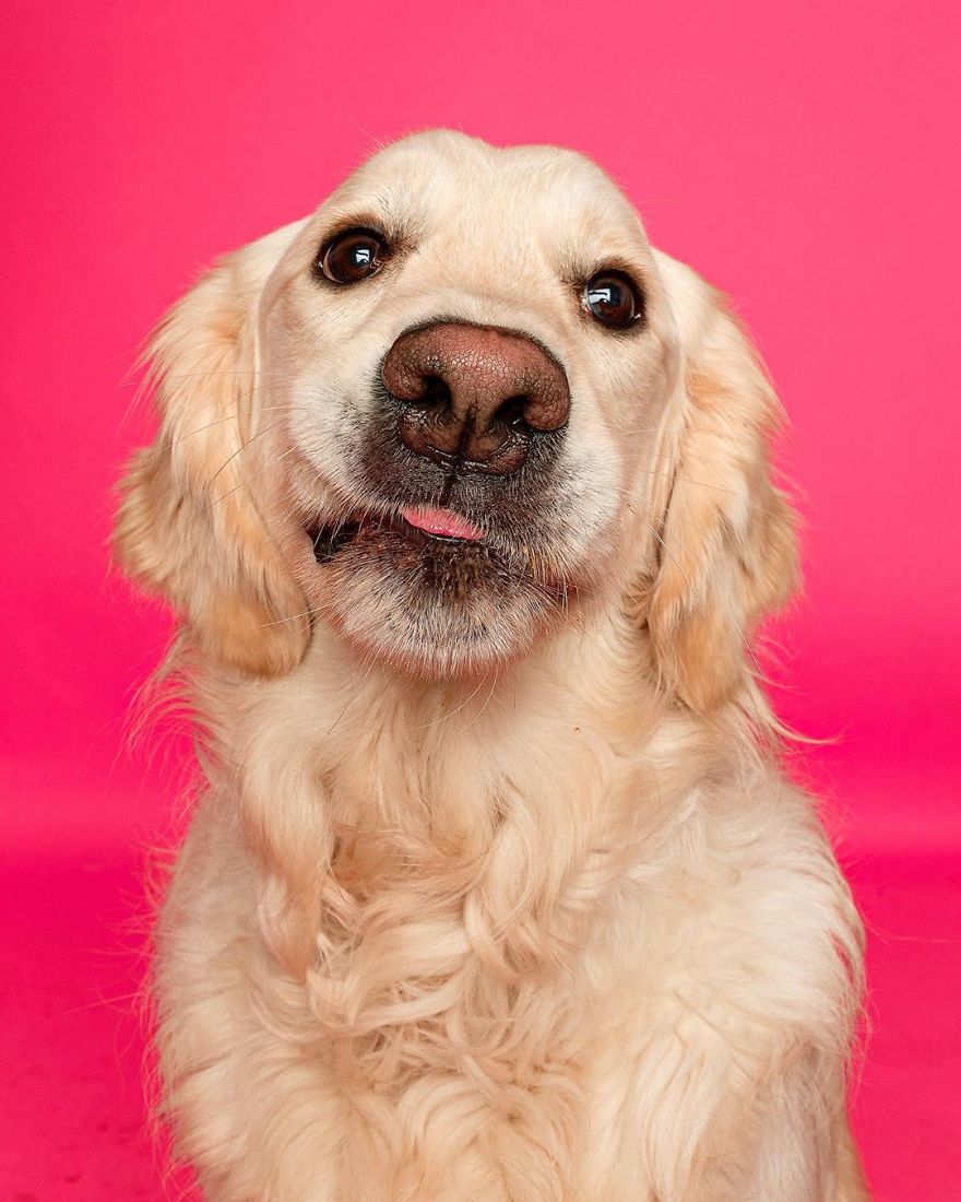 Dogs Keep Us Sane In These Crazy Times