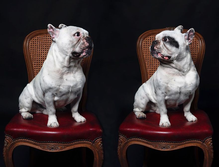 Dogs Keep Us Sane In These Crazy Times