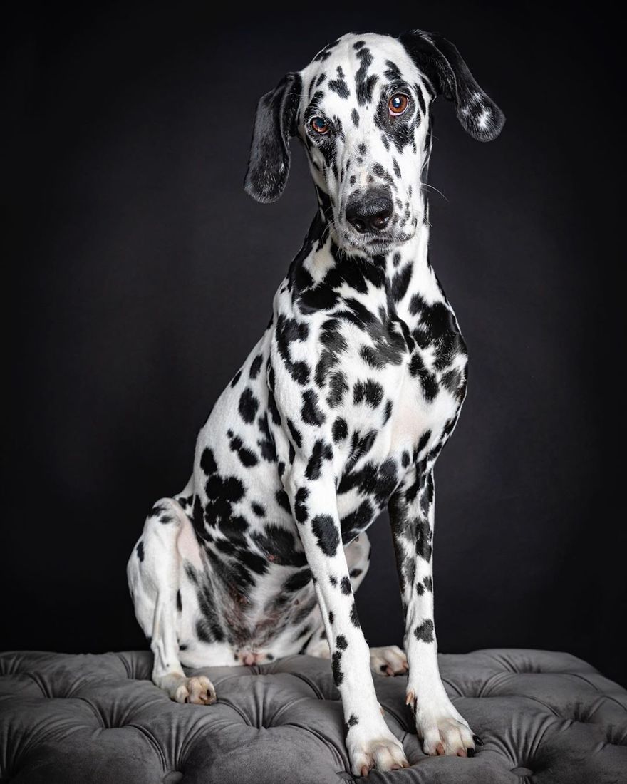 Dogs Keep Us Sane In These Crazy Times