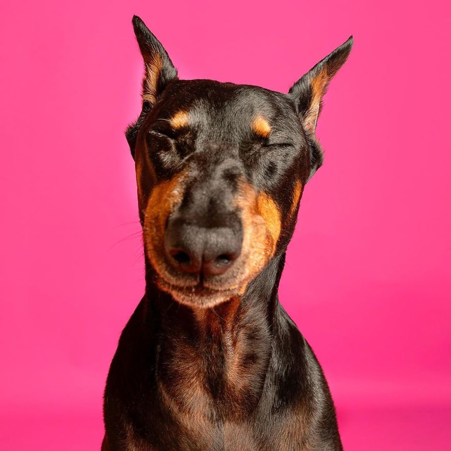 Dogs Keep Us Sane In These Crazy Times