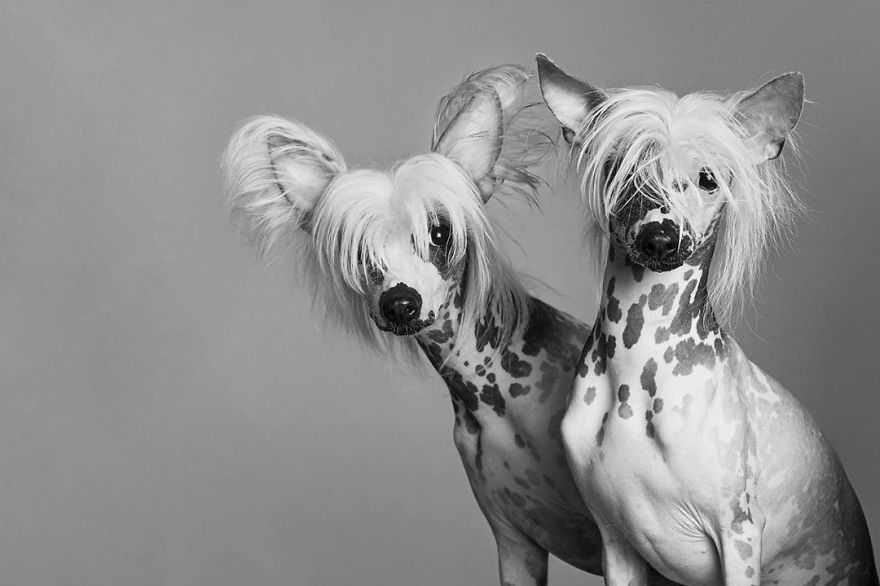 Dogs Keep Us Sane In These Crazy Times