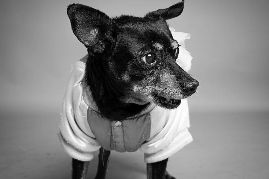 Dogs Keep Us Sane In These Crazy Times