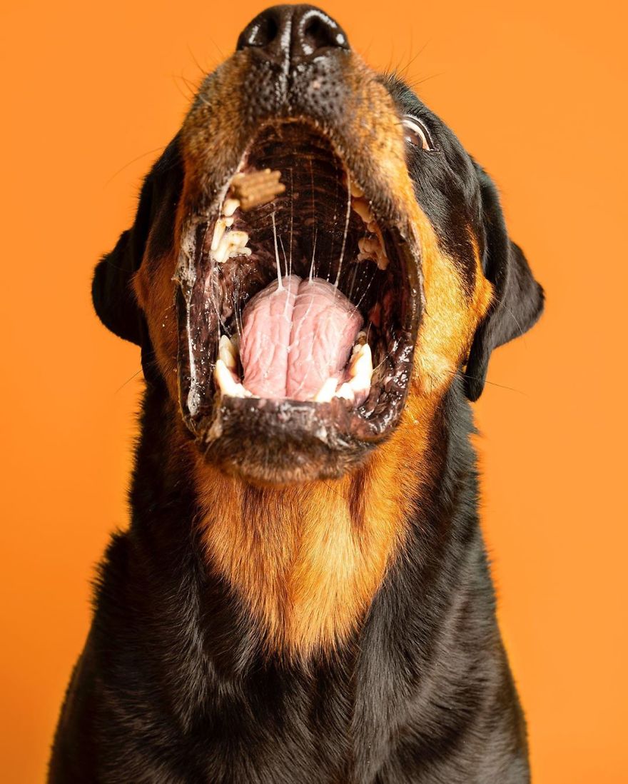 Dogs Keep Us Sane In These Crazy Times