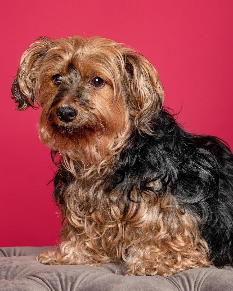 Dogs Keep Us Sane In These Crazy Times