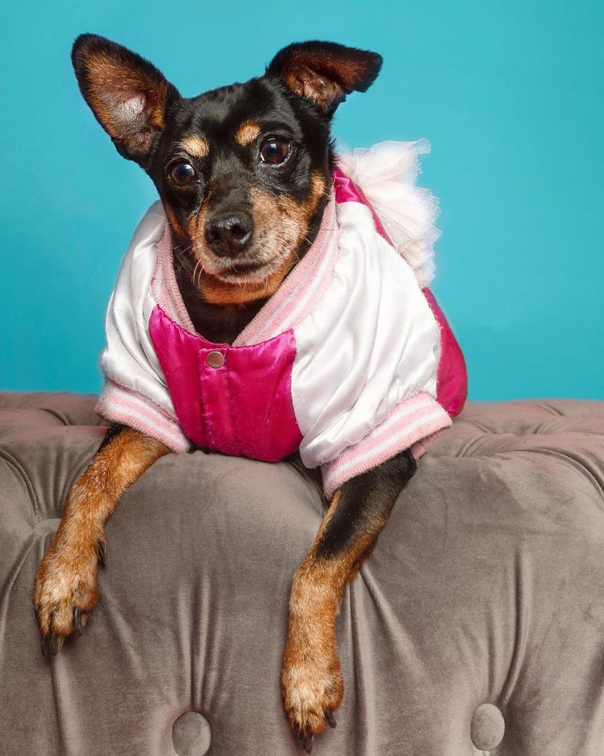 Dogs Keep Us Sane In These Crazy Times