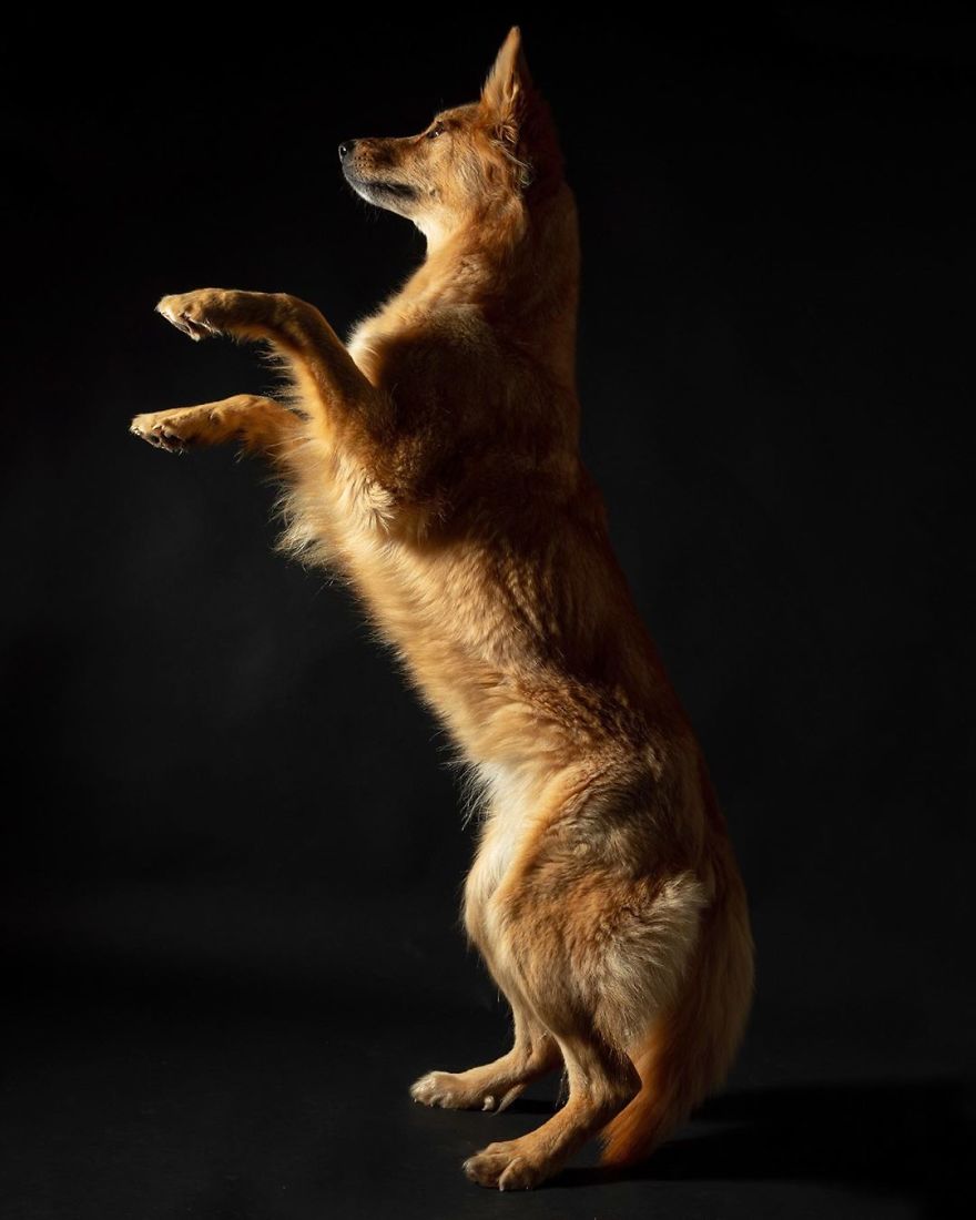 Dogs Keep Us Sane In These Crazy Times