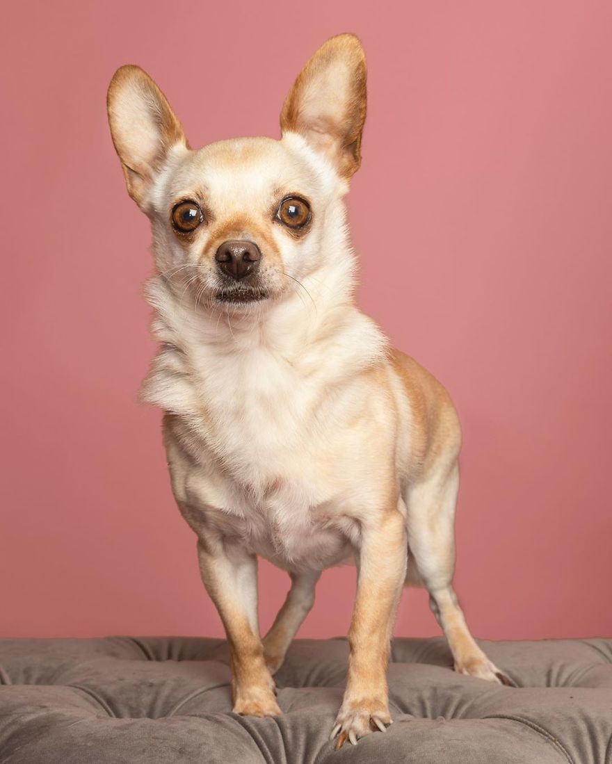 Dogs Keep Us Sane In These Crazy Times