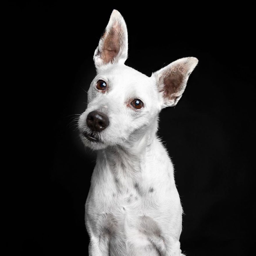 Dogs Keep Us Sane In These Crazy Times