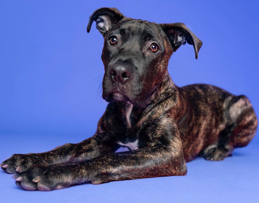 Dogs Keep Us Sane In These Crazy Times