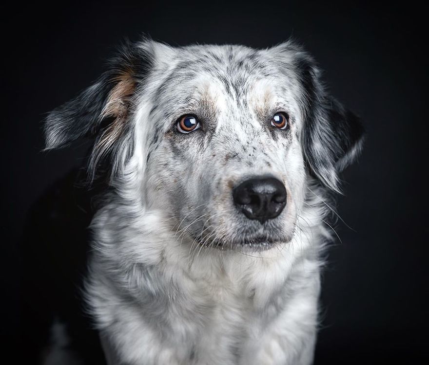 Dogs Keep Us Sane In These Crazy Times