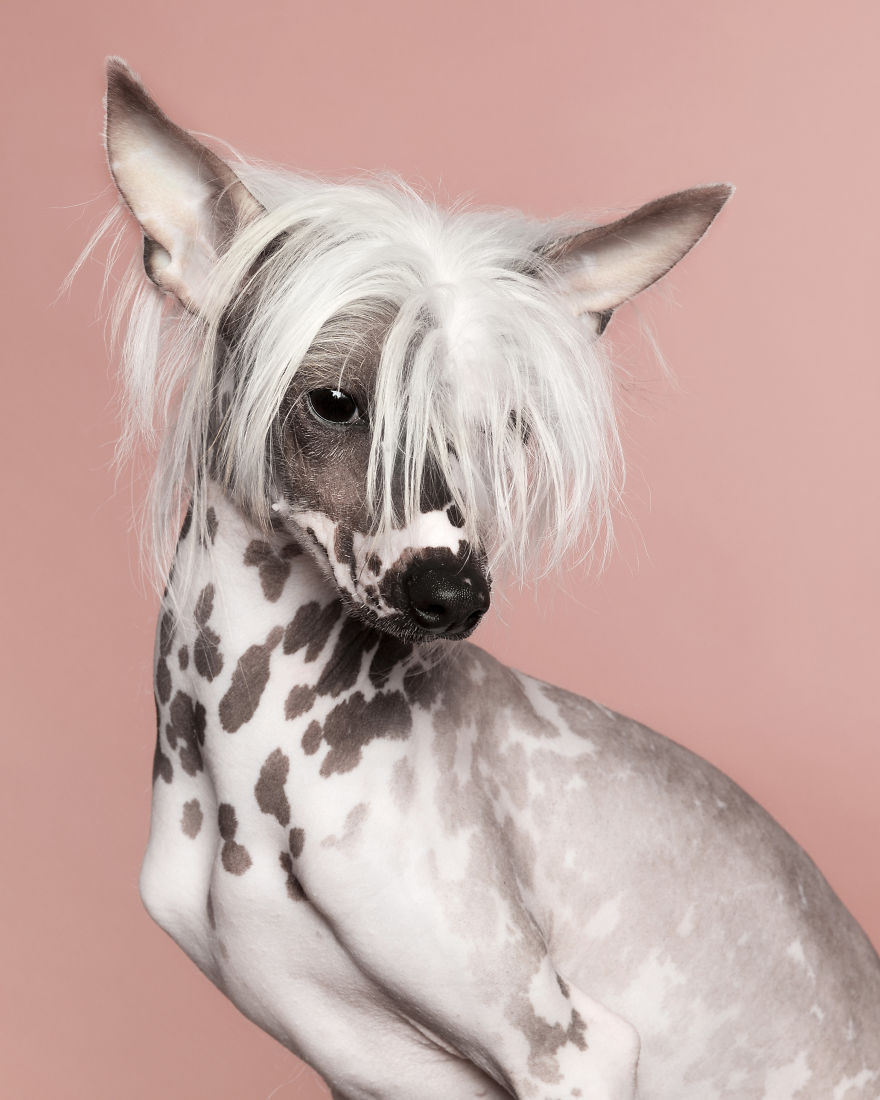 Dogs Keep Us Sane In These Crazy Times