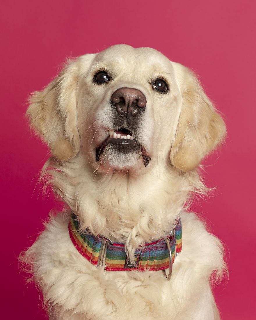 Dogs Keep Us Sane In These Crazy Times