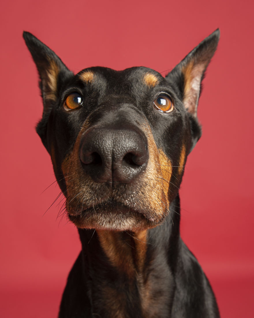 Dogs Keep Us Sane In These Crazy Times