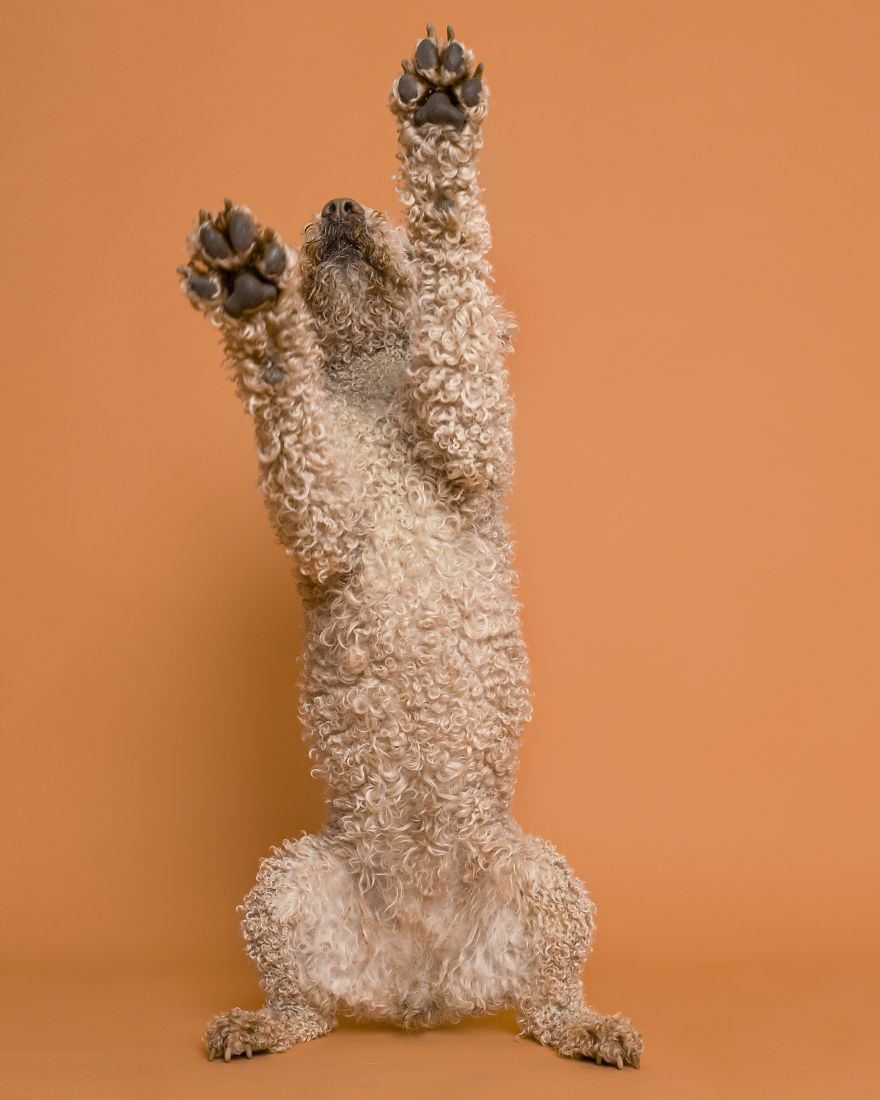 Dogs Keep Us Sane In These Crazy Times