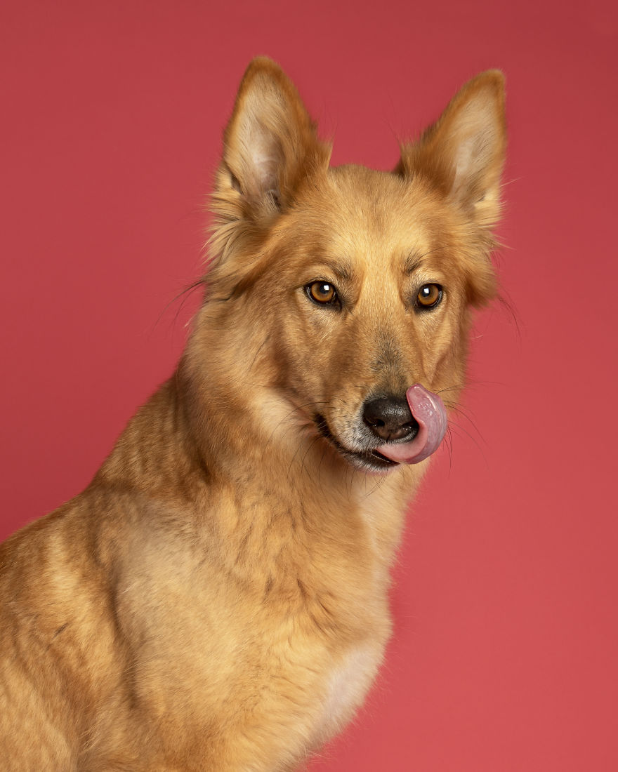 Dogs Keep Us Sane In These Crazy Times