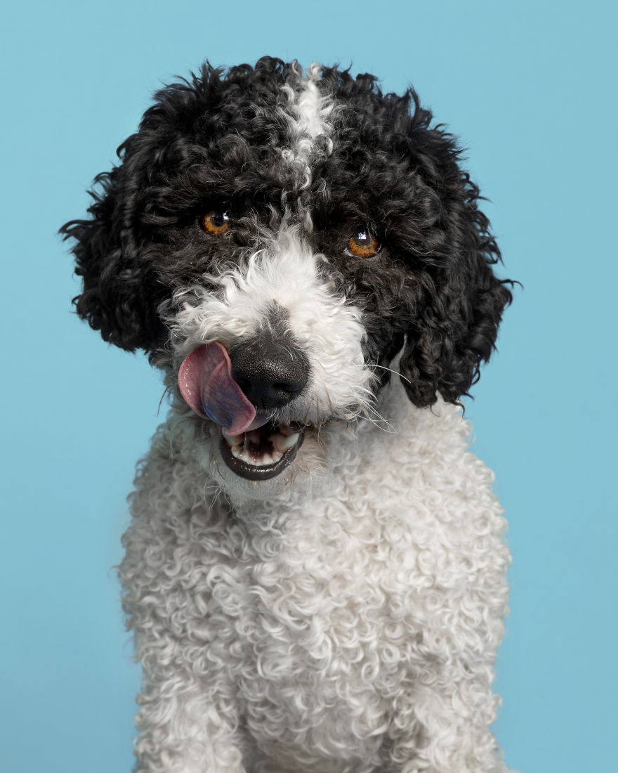 Dogs Keep Us Sane In These Crazy Times