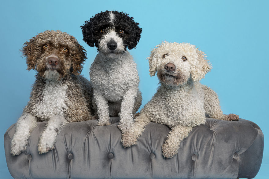 Dogs Keep Us Sane In These Crazy Times