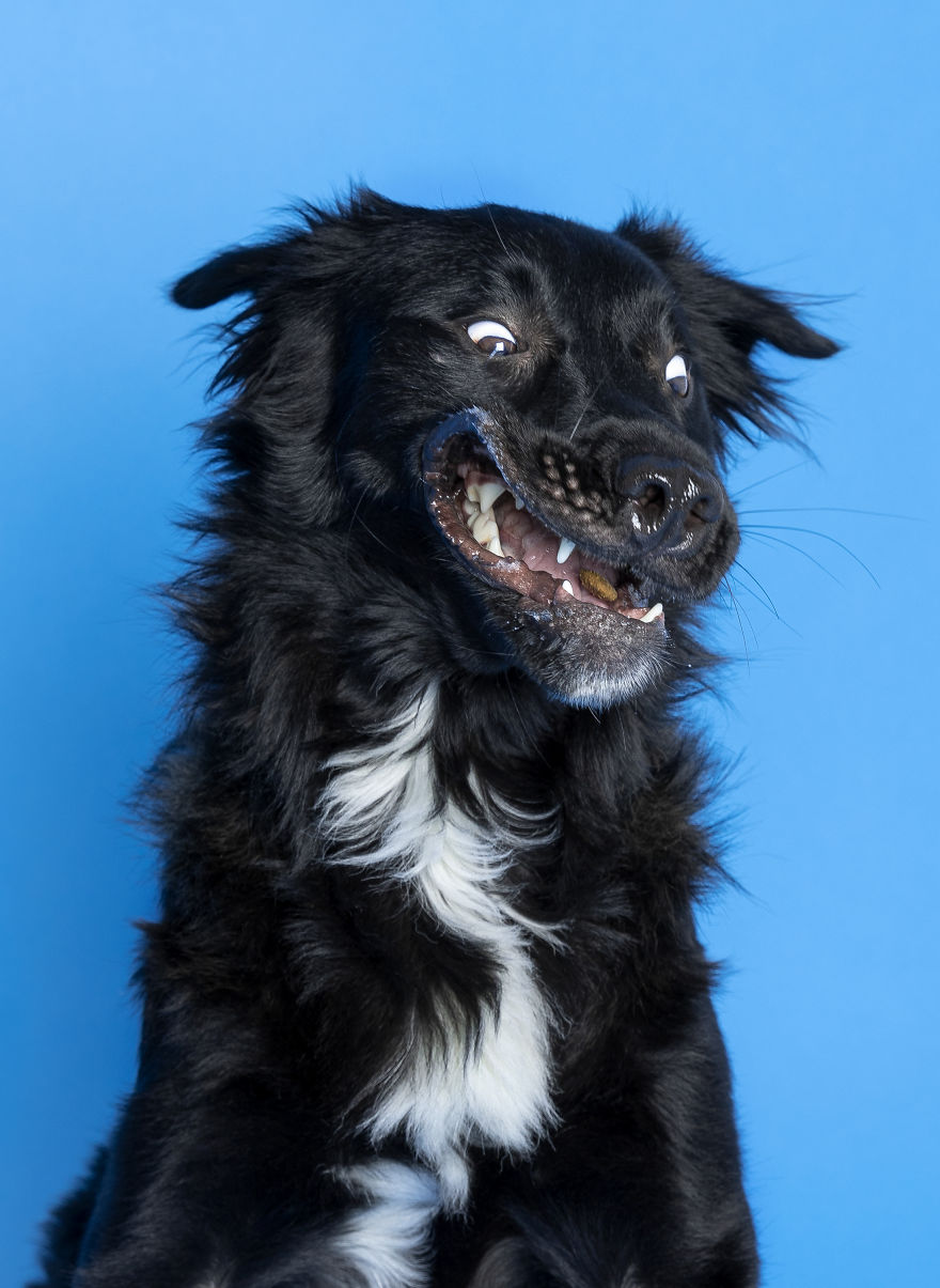 Dogs Keep Us Sane In These Crazy Times