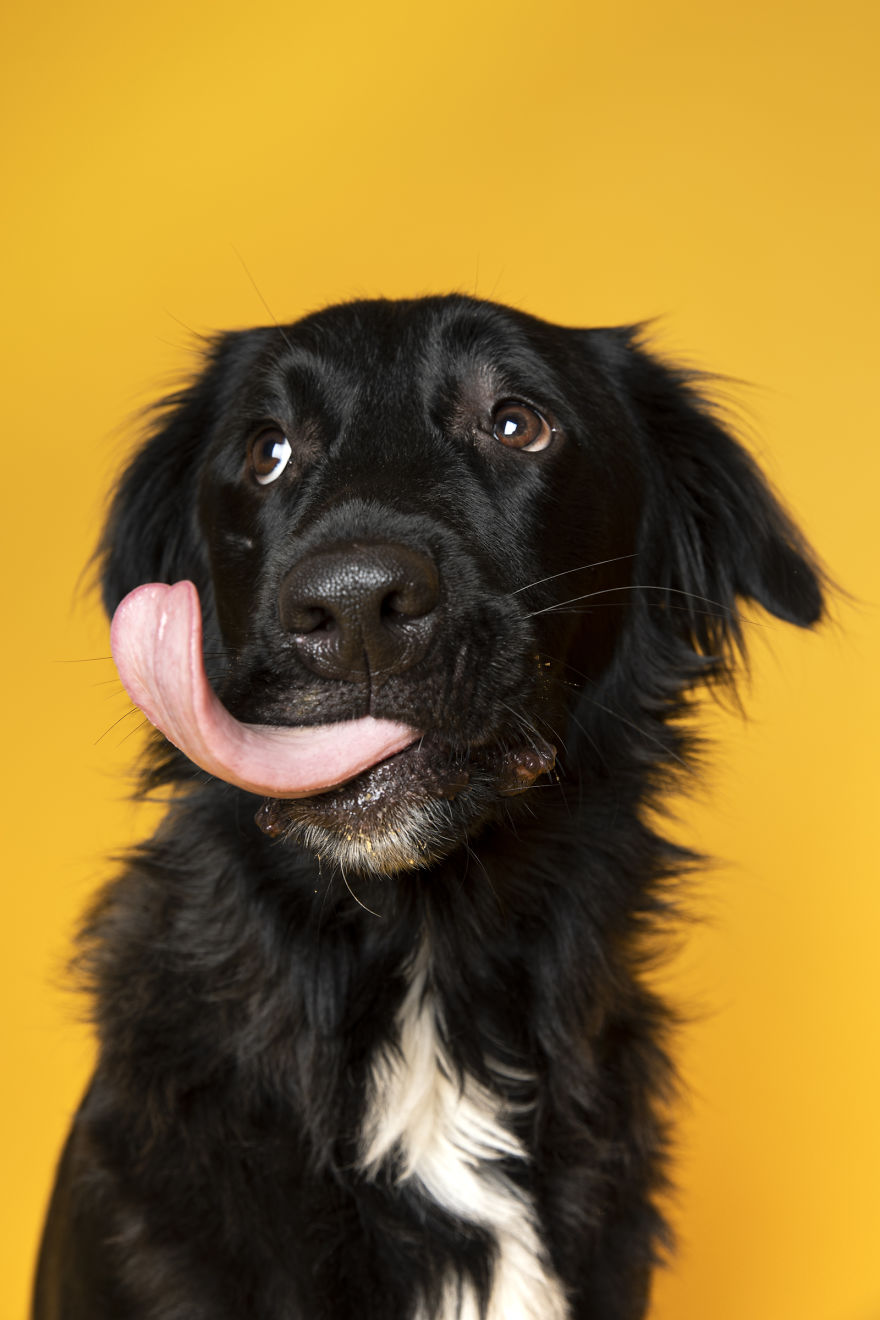 Dogs Keep Us Sane In These Crazy Times