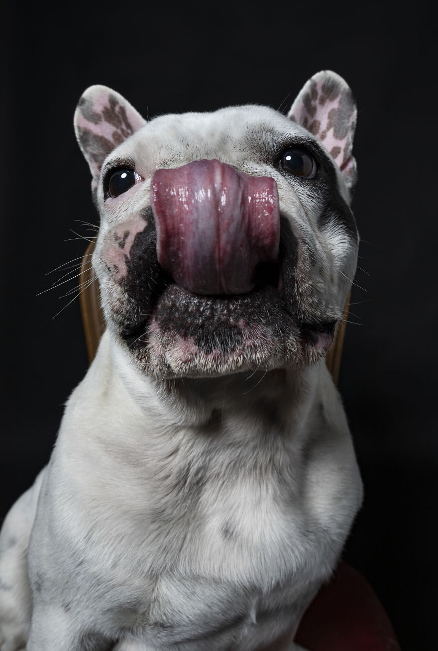 Dogs Keep Us Sane In These Crazy Times